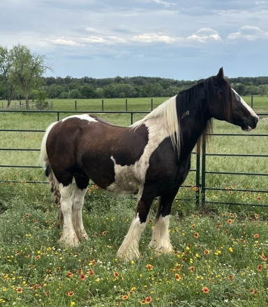 HorseID: 2276881 Running Winds Majesty’s Cinderella - PhotoID: 1050346