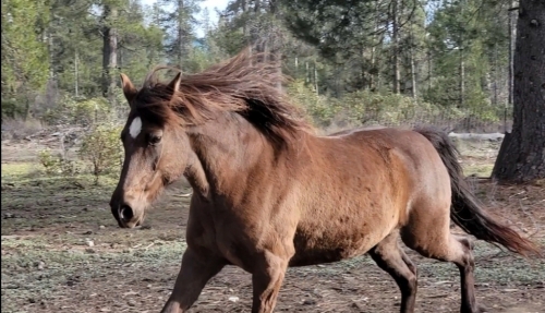 HorseID: 2276989 Chicken Nugget - PhotoID: 1050453