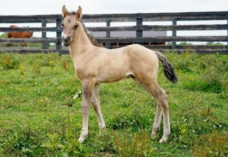 HorseID: 2277012 Cerulean Rey Del Sol - PhotoID: 1050467