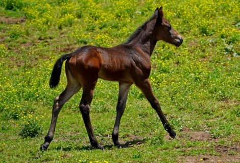 HorseID: 2277030 Cerulean Kokopelli - PhotoID: 1050496