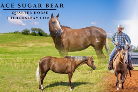 HorseID: 2277032 Ace Sugar Bear - PhotoID: 1050502