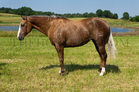 HorseID: 2277032 Ace Sugar Bear - PhotoID: 1050503