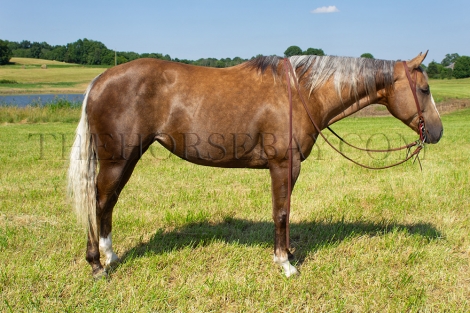 HorseID: 2277032 Ace Sugar Bear - PhotoID: 1050504