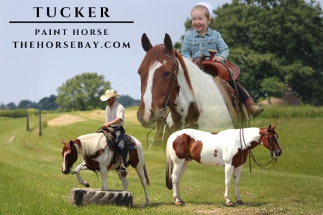 HorseID: 2277037 Tucker - PhotoID: 1050507