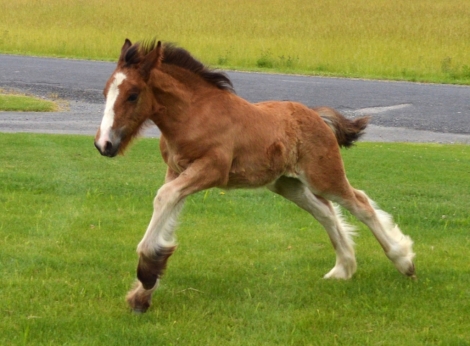 HorseID: 2277046 Chestnut Oak's S'mores - PhotoID: 1050537