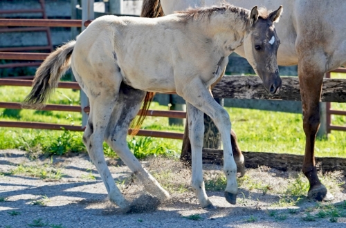 HorseID: 2277064 Cerulean Silver Bullet - PhotoID: 1050551