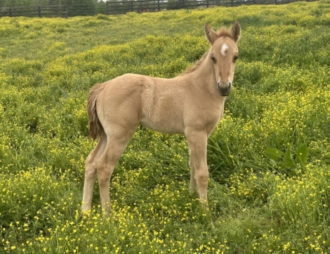 HorseID: 2277072 Cerulean Zaharra - PhotoID: 1050560