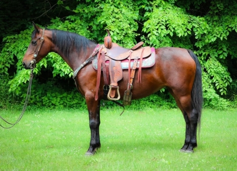 HorseID: 2277076 Millie - PhotoID: 1050564