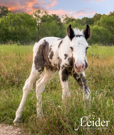 HorseID: 2277108 Baroque Feathered Charlotte - PhotoID: 1050599