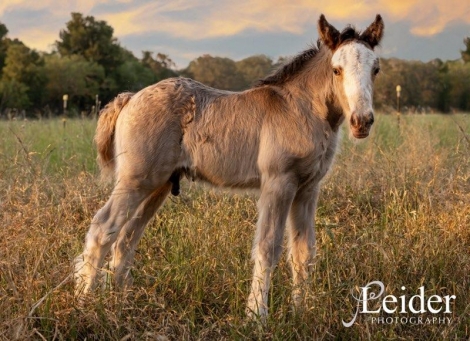 HorseID: 2277109 Baroque Feathered Gamblin on a Dream - PhotoID: 1050600