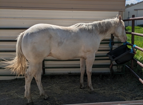 HorseID: 2277115 Walter White - PhotoID: 1050606