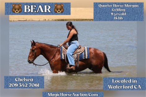 HorseID: 2277141 Bear - PhotoID: 1050625