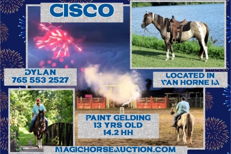 HorseID: 2277142 Cisco* - PhotoID: 1050626