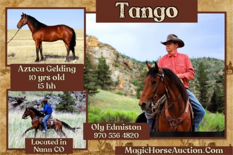 HorseID: 2277146 Tango - PhotoID: 1050629