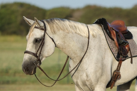 HorseID: 2277150 Greys Dashing Twist - PhotoID: 1050738