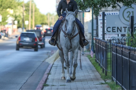 HorseID: 2277150 Greys Dashing Twist - PhotoID: 1050739