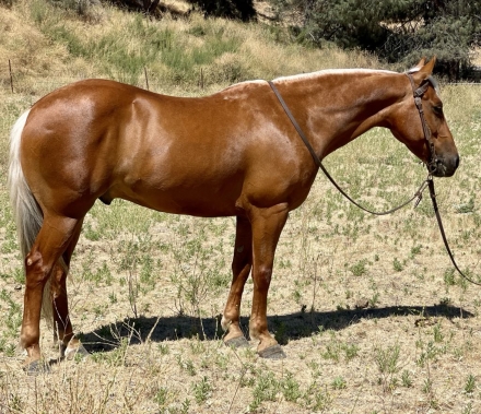 HorseID: 2277153 Herbie LHR - PhotoID: 1050741