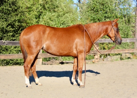 HorseID: 2277154 SG Jojos Lil Jackson - PhotoID: 1050765