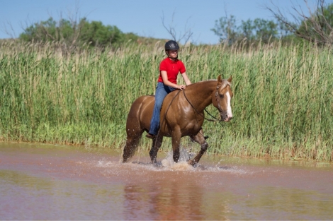 HorseID: 2277156 Hiatt Chocolena Gold - PhotoID: 1050749