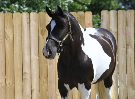 HorseID: 2277157 Desty RR - PhotoID: 1050731