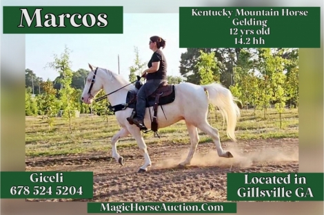 HorseID: 2277163 Marcos - PhotoID: 1050633