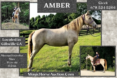 HorseID: 2277164 Amber - PhotoID: 1050636