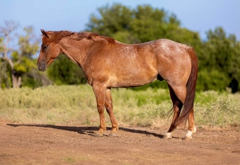 HorseID: 2277171 Cash Creek Boy - PhotoID: 1050726