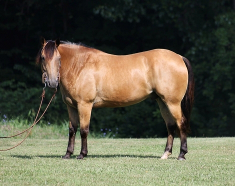 HorseID: 2277172 Atlas MTH - PhotoID: 1050723