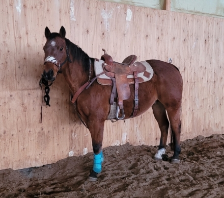 HorseID: 2277189 Well Broke Barrel / Pole Gelding with Reining - PhotoID: 1050647