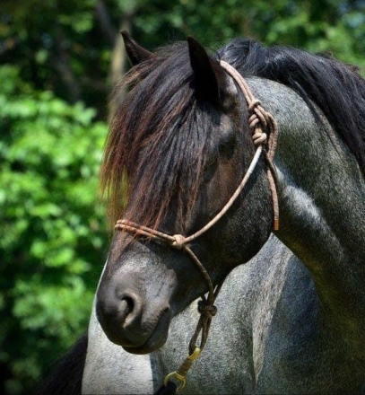 HorseID: 2277205 Blue Mist - PhotoID: 1051287