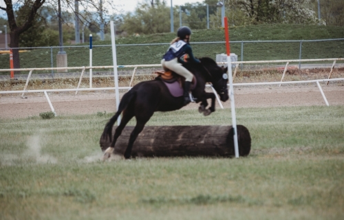 HorseID: 2277206 Lavender - PhotoID: 1050670