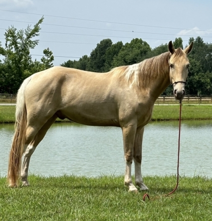 HorseID: 2277218 Dash for Cash - PhotoID: 1050679