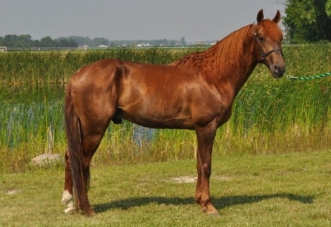 HorseID: 2277236 Charley's Jurne Shadow's Image - PhotoID: 1050694