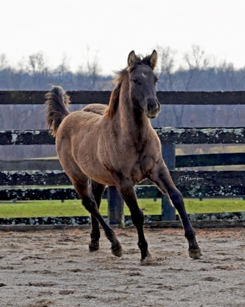 HorseID: 2277240 Cerulean Ebon Echo - PhotoID: 1050697