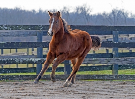 HorseID: 2277242 Cerulean Roanoke - PhotoID: 1050702