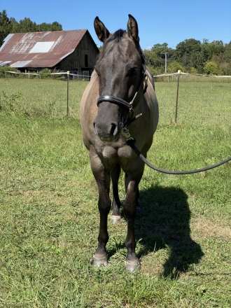 HorseID: 2277243 Jays Mighty Cool - PhotoID: 1050705