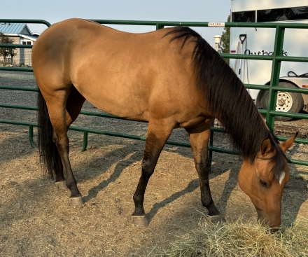 HorseID: 2277272 Duncha Just Love Me - PhotoID: 1051229