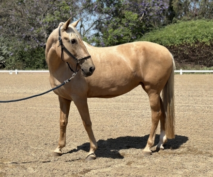 HorseID: 2277280 Blondie - PhotoID: 1050806