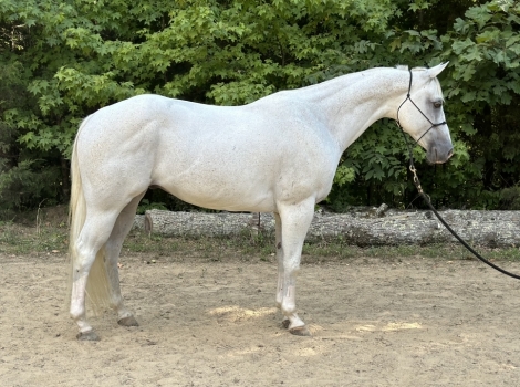 HorseID: 2277297 Docs Freckled Samson - PhotoID: 1050826