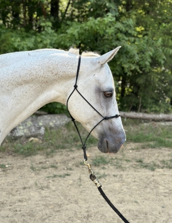 HorseID: 2277297 Docs Freckled Samson - PhotoID: 1050827