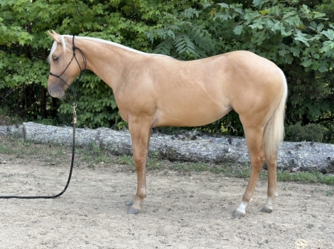 HorseID: 2277299 DR HAIDAS GOLDREMEDY - PhotoID: 1050831