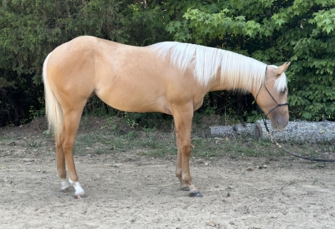 HorseID: 2277299 DR HAIDAS GOLDREMEDY - PhotoID: 1050832