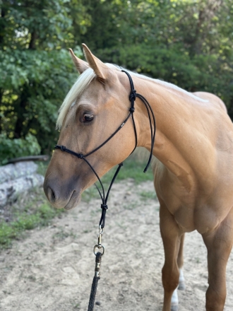 HorseID: 2277299 DR HAIDAS GOLDREMEDY - PhotoID: 1050833