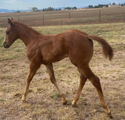 HorseID: 2277303 2024 AQHA colt by Shiney Dual Rey - PhotoID: 1050850