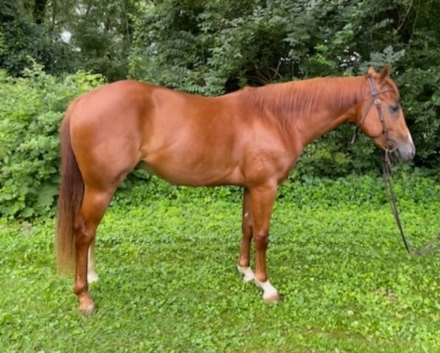 HorseID: 2277311 JK SHINEY PENNY - PhotoID: 1050866