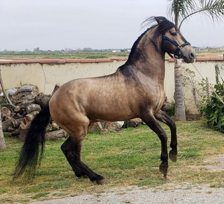 HorseID: 2277333 Baturro Jam - PhotoID: 1050900