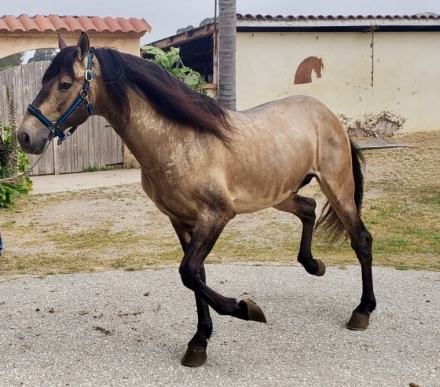 HorseID: 2277333 Baturro Jam - PhotoID: 1050901