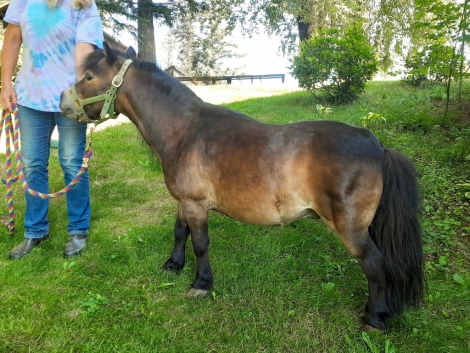 HorseID: 2277341 Bright Angel - PhotoID: 1050907