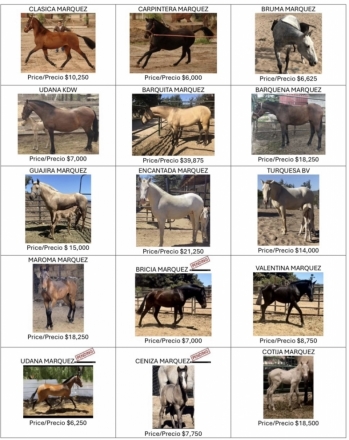 HorseID: 2277347 Andalusians - PhotoID: 1050915