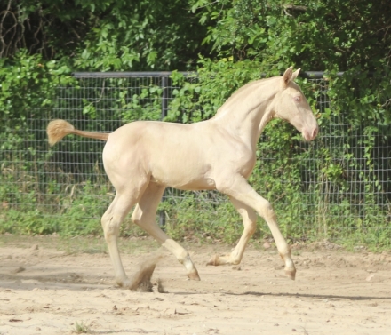 HorseID: 2277351 Mai Tai EAS - PhotoID: 1050923